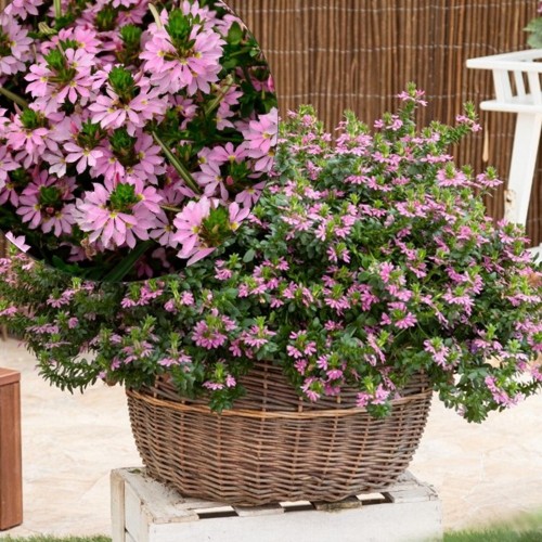 Scaevola aemula 'Scala Cappello Pink' - Sinine tiiviklill 'Scala Cappello Pink'